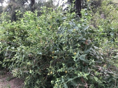 Verbesina sphaerocephala