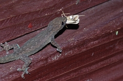 Agrioglypta fulguralis