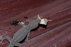 Agrioglypta fulguralis