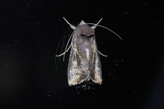 Chrysodeixis heberachis