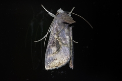 Chrysodeixis heberachis