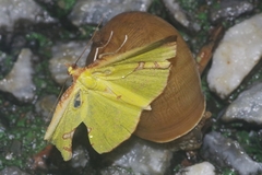 Corymica pryeri