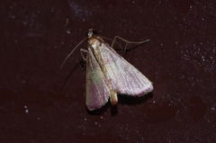 Endotricha olivacealis
