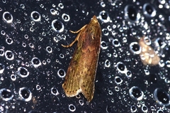 Lamoria adaptella