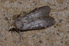 Lamoria adaptella