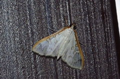 Palpita homalia
