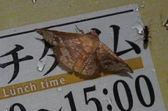 Canaea ryukyuensis