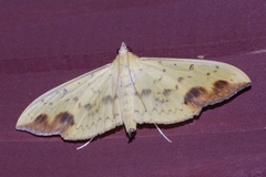 Botyodes principalis