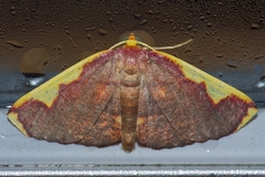 Nothomiza oxygoniodes