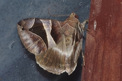 Bastilla arcuata