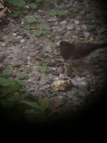 Dark-eyed Junco photographed in Minnesota