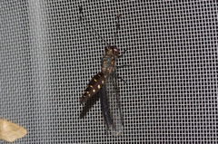 Suphalomitus okinavensis