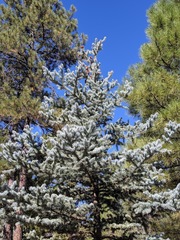 Picea pungens