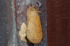 Dendrolimus okinawanus