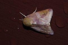 Xenochroa internifusca