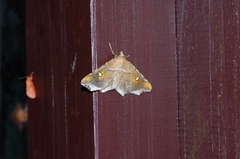 Episparis okinawensis