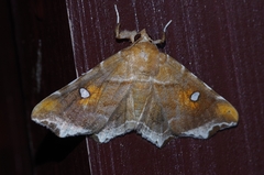 Episparis okinawensis