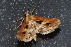 Diasemia accalis