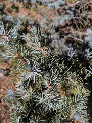 Picea pungens