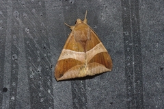 Bastilla fulvotaenia