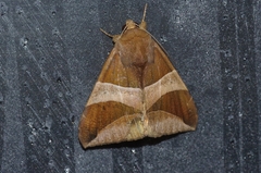 Bastilla fulvotaenia
