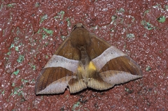 Bastilla fulvotaenia