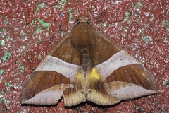 Bastilla fulvotaenia