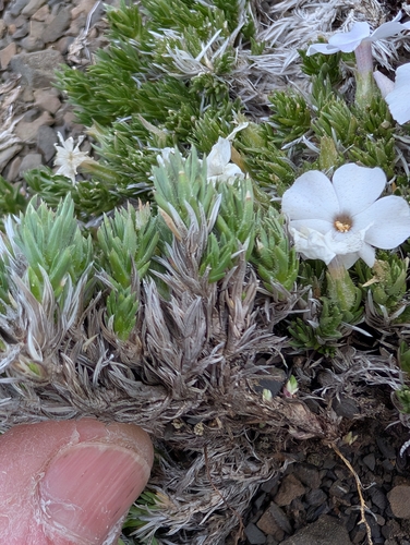 Henderson's Phlox (Phlox hendersonii)