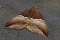 Bastilla fulvotaenia
