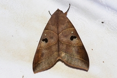 Thyas coronata