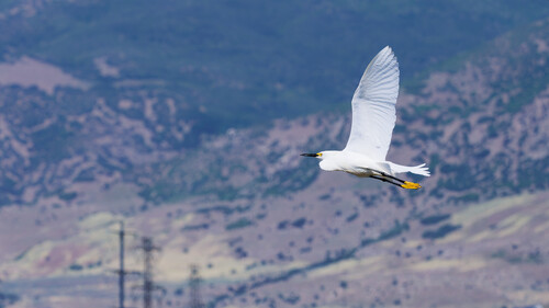 Snowy Egret photographed in Utah