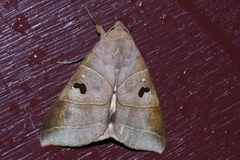 Thyas coronata