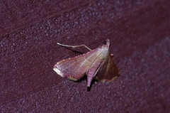 Endotricha minialis