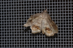 Pangrapta flavomacula