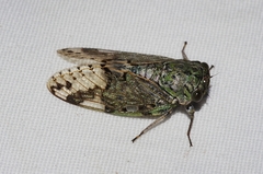 Platypleura kuroiwae