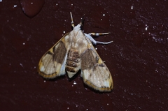 Cirrhochrista kosemponialis