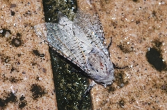 Zeuzera caudata