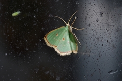 Comostola subtiliaria