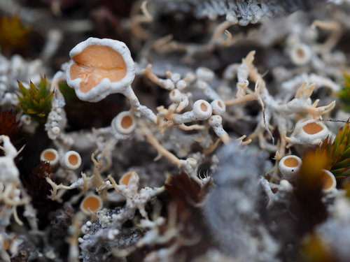 Arctic Saucer Lichen