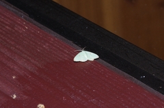Comostola subtiliaria