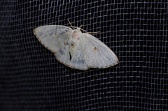 Comostola subtiliaria