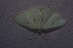 Comostola subtiliaria