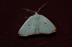 Comostola subtiliaria