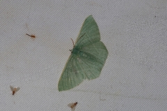 Thalassodes intaminata