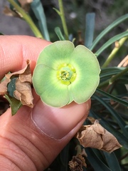 Euphorbia clava