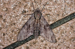 Psilogramma increta