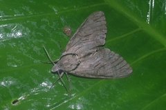 Psilogramma increta