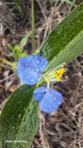whitemouth dayflower