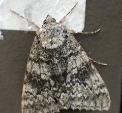 Catocala semirelicta