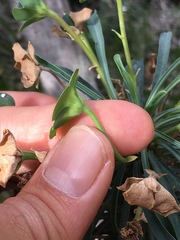 Euphorbia clava